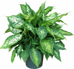 dieffenbachia-compacta